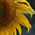 Deb Pultz Rockefeller's profile image