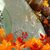 Faye Hegener's profile image