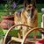 Debra Meadows Buchanan's profile image