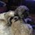 Bronwyn Duckett Sword's profile image