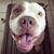 Sterling Hallbrook's profile image