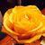 Carol Danset's profile image