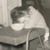 Constance Mills Lindberg's profile image
