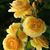 Gail Kopp Nolen's profile image