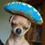 Nancy French's profile image