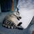 Cheetah Dawson's profile image