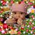 Debra Wilson's profile image