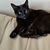 Diane Schneidman's profile image