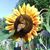 Ann Schultz's profile image