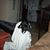 Karen Haumann's profile image