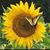 Sharon Langello's profile image