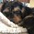 Daniela Reid Donney's profile image