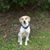 Rogina Fields Lewis's profile image