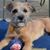 Tracey Grimes Capps's profile image
