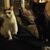 Trisha Bowles's profile image