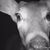 Jason Mize's profile image