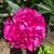 Tracy Bruno Hunt's profile image
