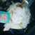 Cerise Hackert's profile image