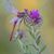 Felisa Acosta Voll's profile image