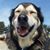 Deon Vogel Collier's profile image