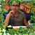 David Alvarez's profile image