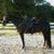 Beth Pahl-Montgomery's profile image