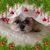 Janell Trammel Brooks's profile image