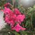 Jeannette Shields's profile image