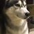 Keny Sinfuego's profile image