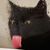 Sharoness Sandberg's profile image