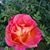 Terri Wisdom's profile image