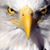 Marilyn Harris's profile image