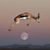 Laura Sanders Fagundes's profile image