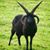 Kurt Semler's profile image