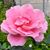 Bernice Tang's profile image