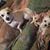 Fawn Laughlin's profile image