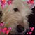 Debbie Cotnoir's profile image