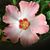 Debbie Juneau Dykes's profile image