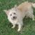 Susan E Laurent-Malpass's profile image