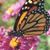 Karen Schultz's profile image