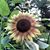 Nancy Beck Deida's profile image