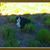 Ann Moureaux's profile image