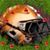 Dennis Coe's profile image