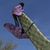 Tony Ward's profile image