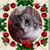 Nanette Johnson Martin's profile image