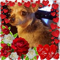 Diana Blanchette's profile image