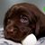 Robin Sheffield's profile image