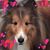 k9kontrol's profile image