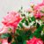 Leanna Nicole's profile image