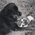 Pamela Saurman Boehme's profile image
